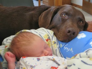 dog & baby